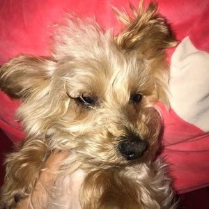 Meet your Posher, Bella